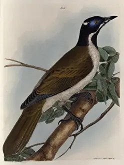 Ornithology Prints: Honey Sucker from New South Wales, Australia