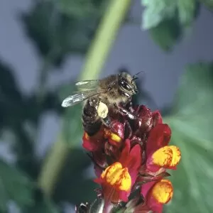 Apis Gallery: Honeybee visiting a flower