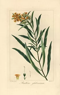 Stipple Gallery: Honeybell, Freylinia lanceolata, native to South Africa