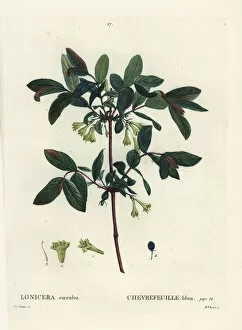 Arbustes Gallery: Honeyberry, Lonicera caerulea