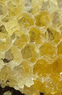 Apidae Gallery: Honeycomb of Apis sp. honeybee