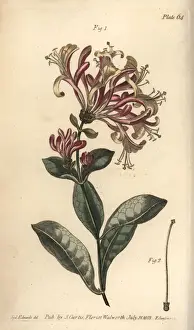 Honeysuckle, Lonicera caprifolium