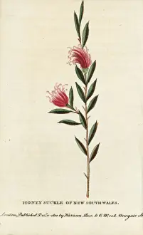 Honeysuckle Prints: Honeysuckle of New South Wales, Lonicera species