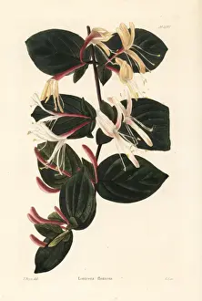 Honeysuckle Prints: Honeysuckle variety, Lonicera flexuosa
