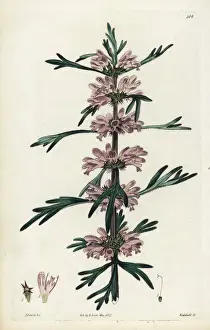 Sibiricus Prints: Honeyweed or Siberian motherwort, Leonurus sibiricus