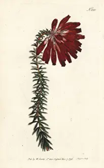 Sansom Prints: Honeywort-flowered heath, Erica cerinthoides