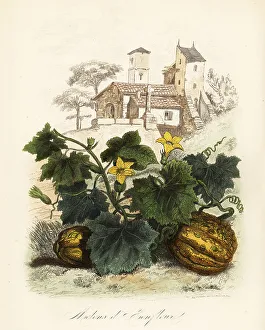 Achille Comte Prints: Honfleur melon, Cucumis melo