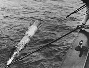 Sino Prints: Hong Kong Torpedo
