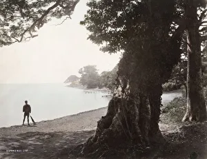 Woody Plant Prints: Honmoku, a bathing place near Yokohama