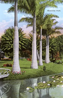 Lily Gallery: Honolulu, Hawaii, USA - Moanalua Park