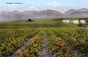 Images Dated 5th September 2018: Honolulu, Hawaii, USA - Pineapple Plantation
