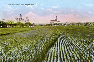 Hawaiian Prints: Honolulu, Hawaii, USA - Rice Plantation and Sugar Mill
