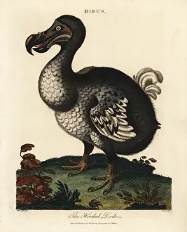 Edwards Prints: Hooded dodo, Raphus cucullatus, extinct flightless bird