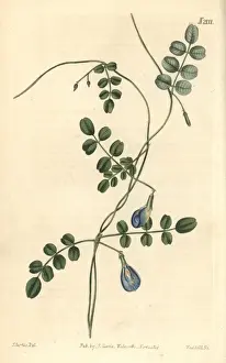 Heterophylla Prints: Hooded-flowered clitoria, Clitoria heterophylla