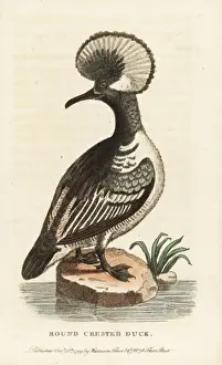 Hooded merganser, Lophodytes cucullatus