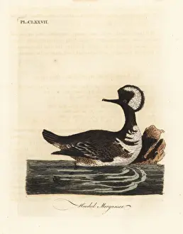 Hooded merganser, Lophodytes cucullatus