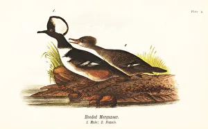 Hooded merganser, Lophodytes cucullatus