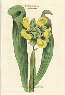Sarracenia Collection: Hooded pitcher plant, Sarracenia minor