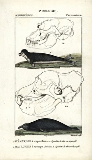 Hooded seal, Cystophora cristata (vulnerable) Hooded seal, Cystophora cristata (vulnerable)