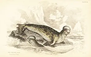 Hooded seal, Cystophora cristata. Vulnerable