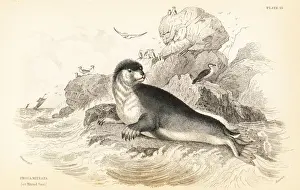 Hooded seal, Cystophora cristata. Vulnerable