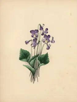 Viola Prints: Hoodleaved violet, Viola cucullata