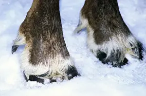 Hoof Prints: Hoofs of a domestic reindeer