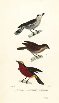 Achille Richard Prints: Hook-billed vanga, rufous vanga and yellow-crowned gonolek