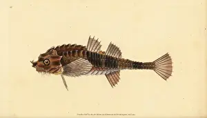 Cottus Prints: Hooknose, Agonus cataphractus
