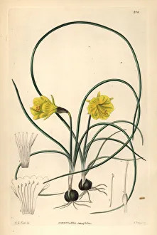 Bailey Gallery: Hoop-petticoat daffodil, Narcissus bulbocodium