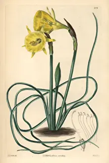 Hoop-petticoat daffodil, Narcissus bulbocodium