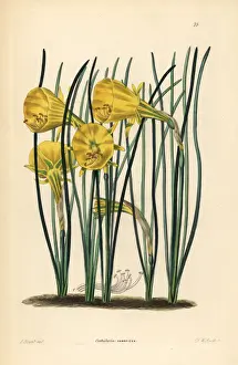 Hoop-petticoat daffodil, Narcissus bulbocodium