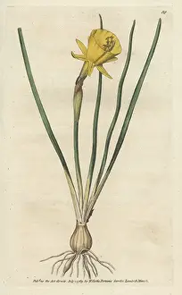 Williamcurtis Prints: Hoop petticoat narcissus, Narcissus bulbocodium