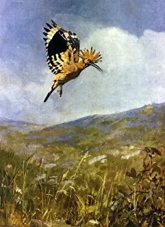 Hoopoe Prints: Hoopoe bird in flight