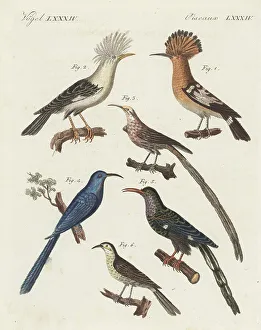 Ornithology Prints: Hoopoe species, including extinct hoopoe starling