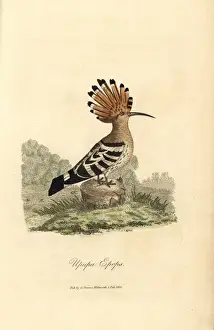 Hoopoe, Upupa epops