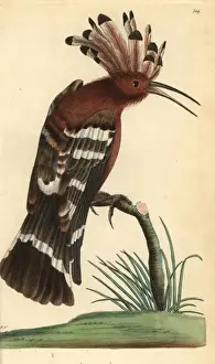 Hoopoe Prints: Hoopoe, Upupa epops