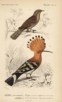 Travies Prints: Hoopoe, Upupa epops, and Eurasian wryneck, Jynx torquilla