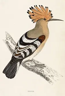 Shores Prints: Hoopoe (Upupa epops). A regular spring visitor to Britains southern shores