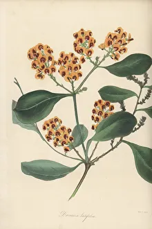 Magazine Of Botany Prints: Hop bitter-pea, Daviesia latifolia