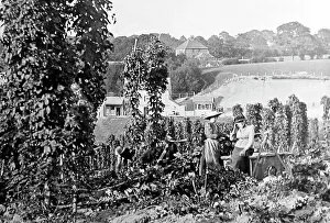 Pickers Prints: The Hop Garden, Goudhurst, Kent, Victorian period