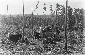 Labor Prints: In the Hop Gardens
