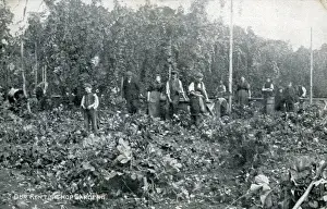 Pickers Prints: Hop Gardens, Kent
