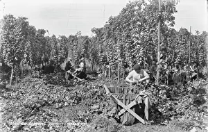 Labor Prints: Hop Gardens in Kent