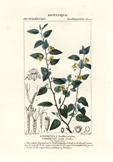 Hop goodenia, Goodenia ovata