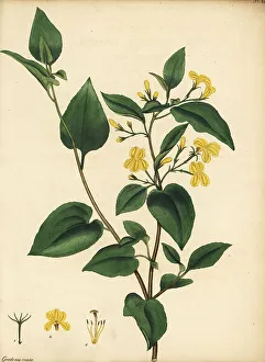 Hop goodenia, Goodenia ovata