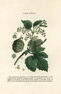 Hop, Humulus lupulus