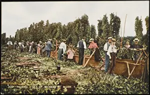 Pickers Prints: Hop Pickers at Work