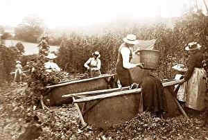 Hop picking