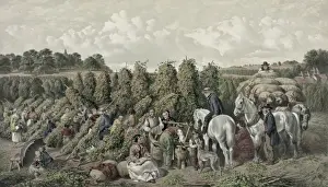 Hop - picking